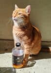 Böser Kater Butterscotch Likör mit Whisky 0,5l 20% Vol.