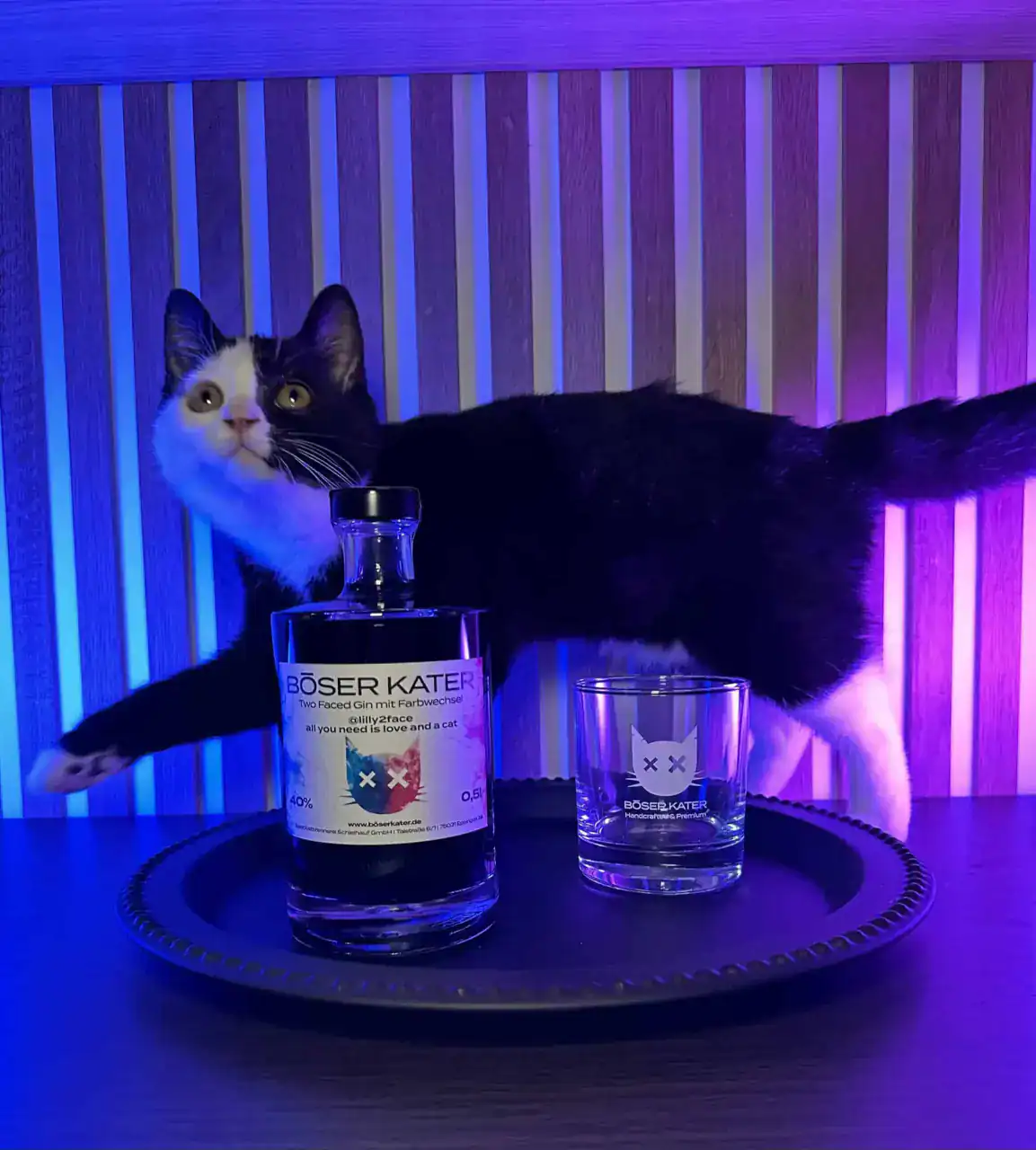 Katze im violetten Licht