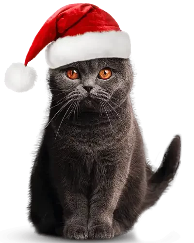 Kater Rüdiger mit Weihnachtsmütze